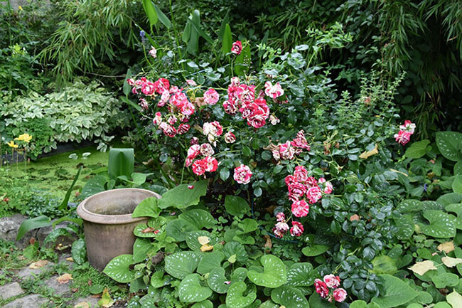 association du rosier excentrique au jardin